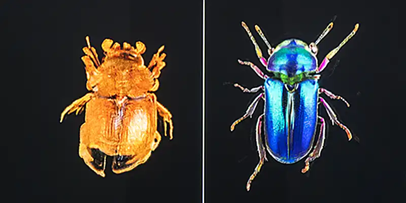 immagine per Dotdotdot Data Bugs