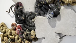 immagine per Chris Soal, prima grande personale in Italia. Spillovers: Notes on a Phenomenological Ecology