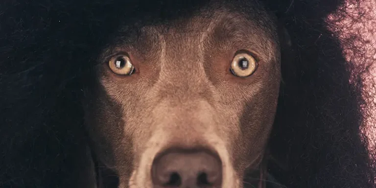 immagine per MIA Photo Fair 15ª