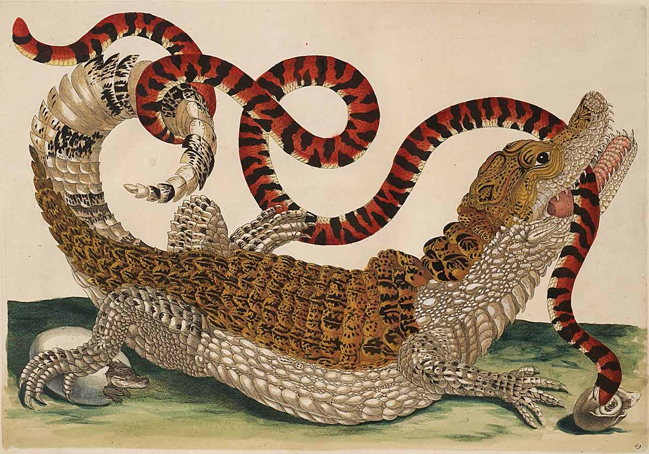 immagine per Maria Sibylla Merian