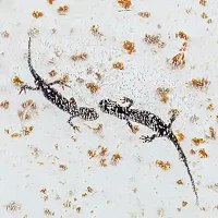 immagine per Selvatica 2026