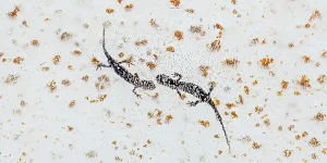 immagine per Selvatica 2026