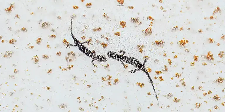 immagine per Selvatica 2026