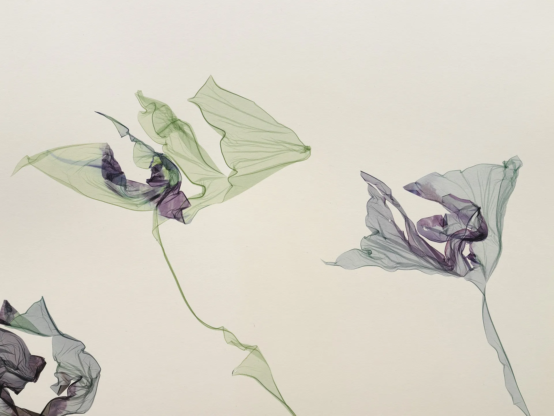 immagine per Beatrice Pediconi, Lotus flowers at sunset (dettaglio), 2025, emulsione di Polaroid su carta da acquerello