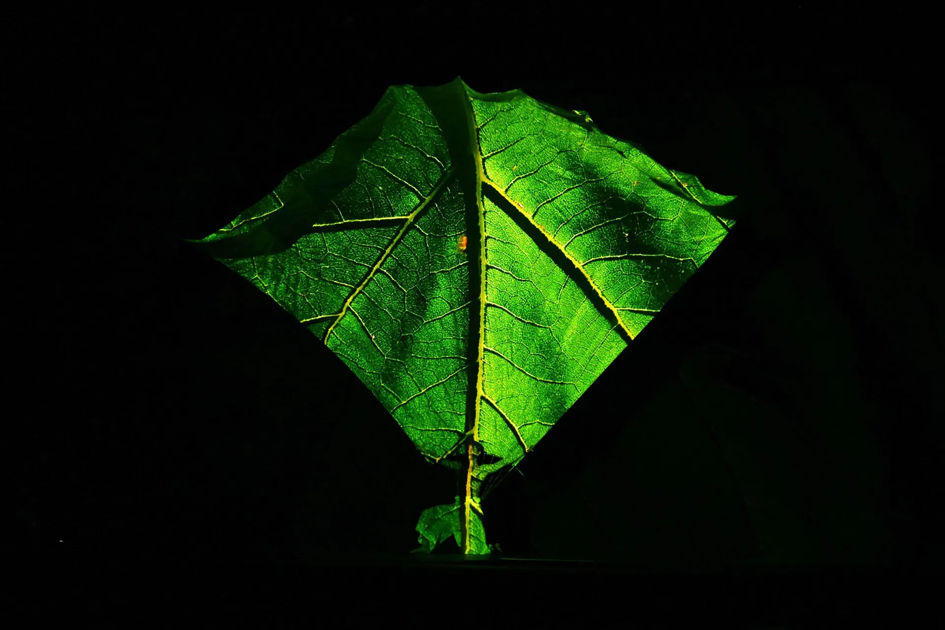 immagine per Momix. Botanica – Season 2