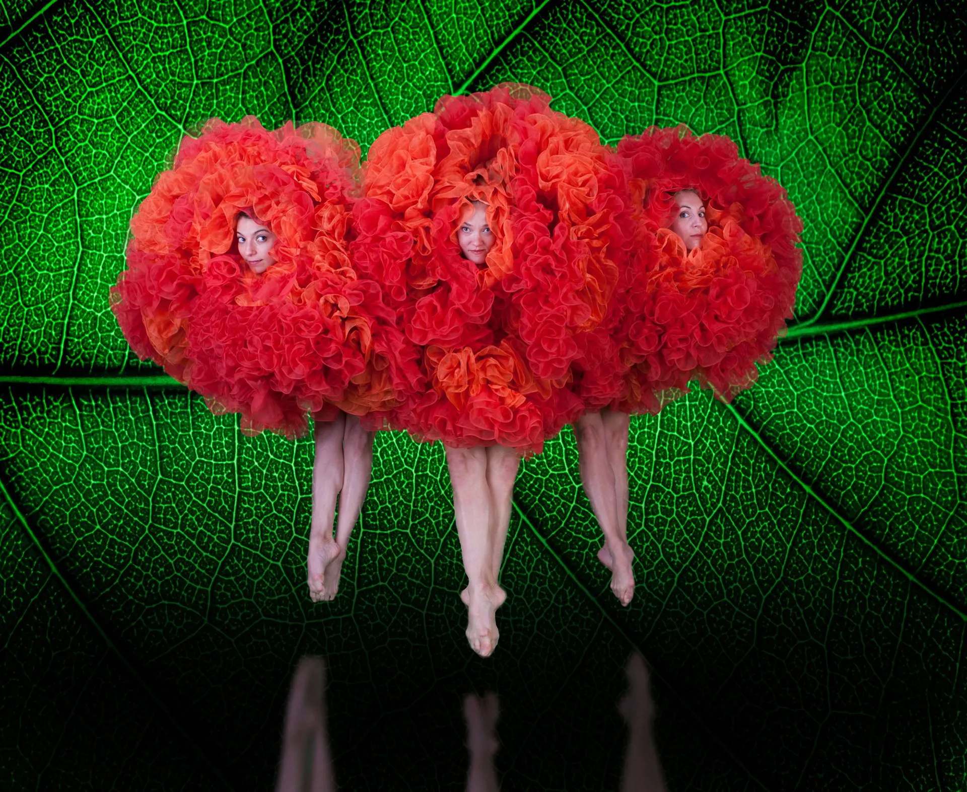 immagine per Momix. Botanica – Season 2