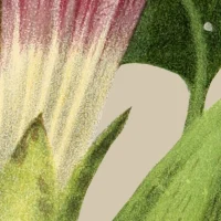immagine per Fioriture Invisibili. Call for artists / Bando di Concorso