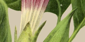 immagine per Fioriture Invisibili. Call for artists / Bando di Concorso