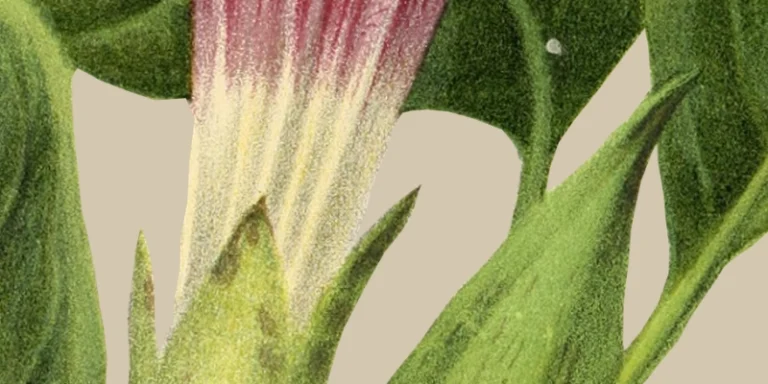 immagine per Fioriture Invisibili. Call for artists / Bando di Concorso