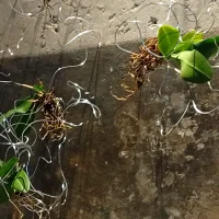 immagine per Per un attimo. Lo Still Life interpretato nell'arte contemporanea