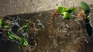 immagine per Per un attimo. Lo Still Life interpretato nell'arte contemporanea