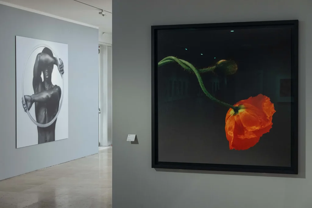 immagine per Ara Pacis, Robert Mapplethorpe. Ph. Wps