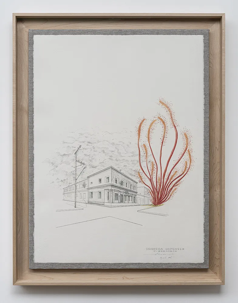 immagine per CARLOS GARAICOA, Drosera Capensis 2026 -Galleria CONTINUA, Roma, 2026 - ph. Giorgio Benni