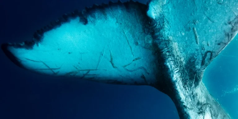 immagiine per Artivism Awards IV. Artisti per la tutela degli Oceani