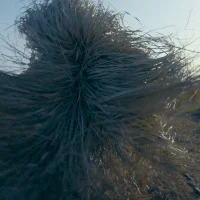 immagine per .MOV il festival di videodanza internazionale Still ©RolfHellat DEJA NU