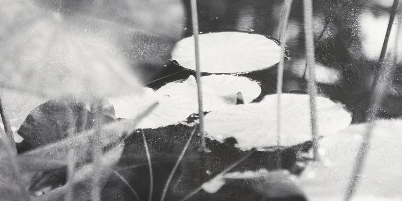 immagine per Fondazione Elpis. Benjamin Jones, True Reality