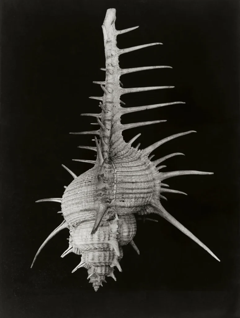 Autore: Hilla Becher Titolo: Lumaca di mare (pettine di Venere) #: PSD-BHB-2024-080 Anno: Anni Sessanta Tecnica: Stampa ai sali d’argento ©: Estate Bernd & Hilla Becher, rappresentato da Max Becher Courtesy Die Photographische Sammlung/SK Stiftung Kultur – Bernd & Hilla Becher Archiv, Colonia
