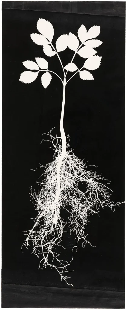 Autore: Hilla Becher Titolo: Studio di pianta, fotogramma #: PSD-BHB-2024-97 Anno: Anni Sessanta Tecnica: Stampa ai sali d’argento ©: Estate Bernd & Hilla Becher, rappresentato da Max Becher Courtesy Die Photographische Sammlung/SK Stiftung Kultur – Bernd & Hilla Becher Archiv, Colonia