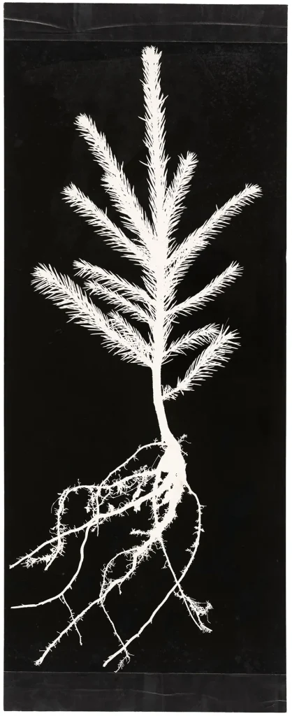 Autore: Hilla Becher Titolo: #: PSD-BHB-2024-99 Anno: Anni Sessanta Tecnica: Stampa ai sali d’argento ©: Estate Bernd & Hilla Becher, rappresentato da Max Becher Courtesy Die Photographische Sammlung/SK Stiftung Kultur – Bernd & Hilla Becher Archiv, Colonia