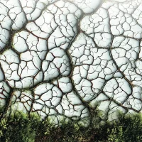 immagine per Stefano Mancuso a Roma. Villa Paganini, primo "parco sentinella" della Capitale