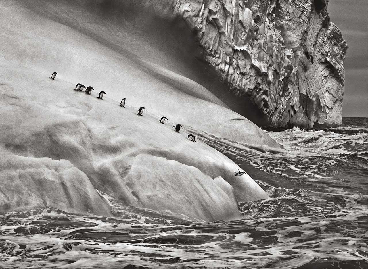 immagine per Salgado, Pinguini dal collare su un iceberg