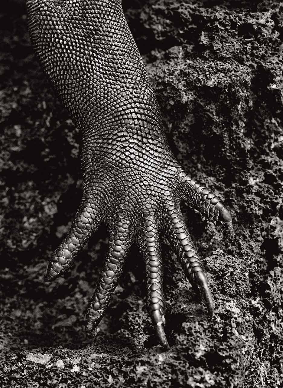 immagine per Sebastião Salgado, Iguana marina